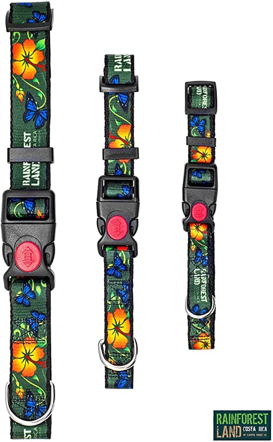 Blue Morpho Dogs Leaches
